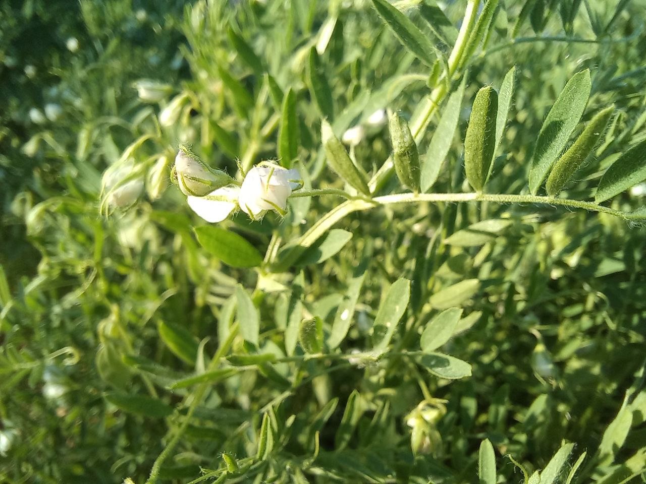 Lentil_Lentil-flowers-on-plant-©Global-Field-Attiswil Lentil_Lentil-flowers-on-plant-©Global-Field-Attiswil