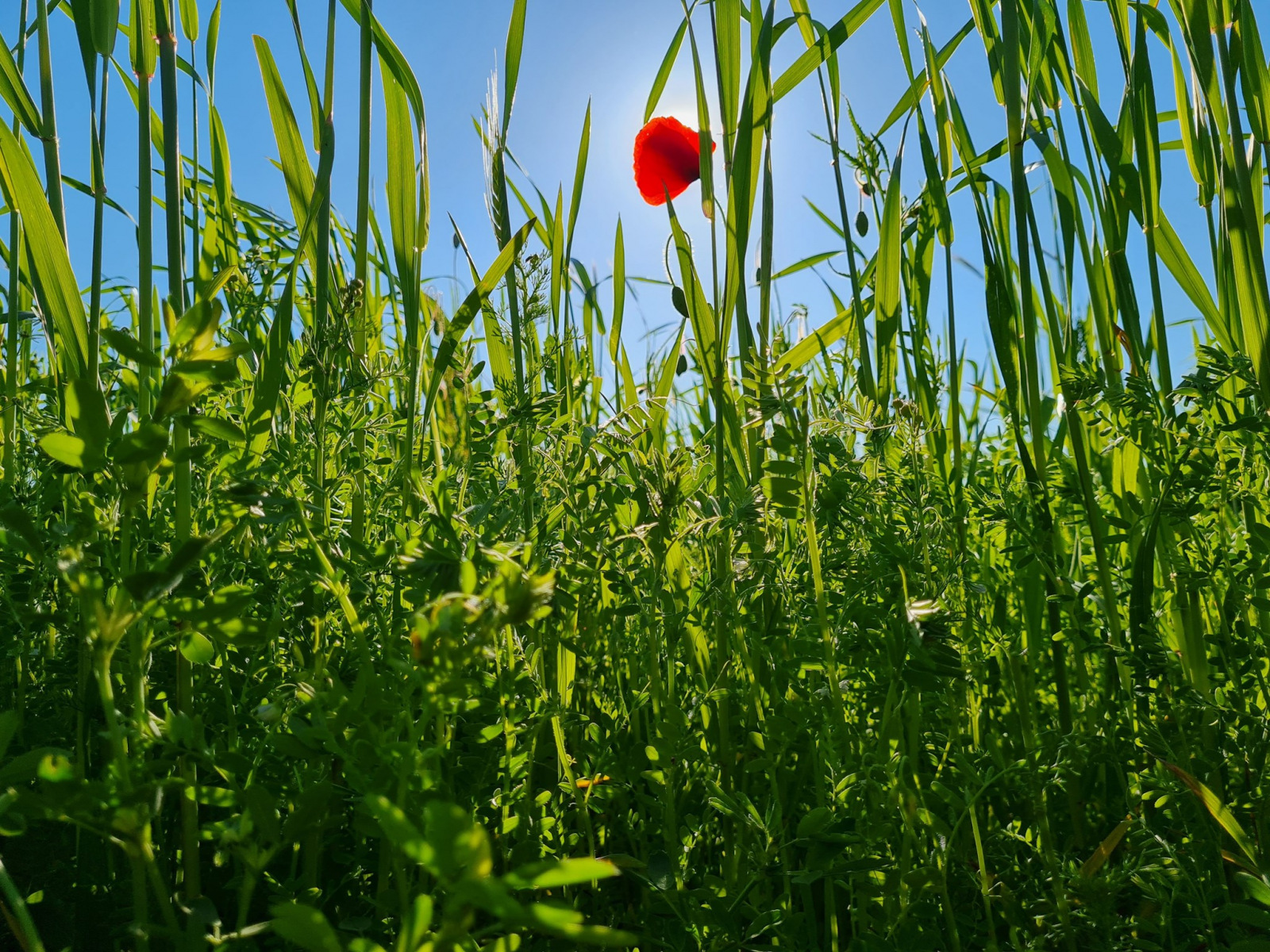 Lentils-Lentils-and-rye-intercropping-©Nicolas-Carton-@lumineuses_div Lentils-Lentils-and-rye-intercropping-©Nicolas-Carton-@lumineuses_div