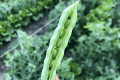 Pea-Old-sugar-snaps-©Tiny-Farms-small