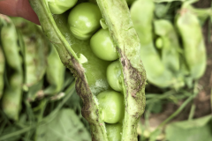 Pea-Very-old-sugar-snaps-©Tiny-Farms-min
