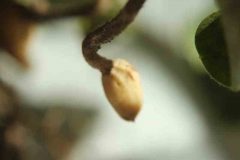 Peanut-thick-fruit-stalks-©Cecilia-Antoni-Global-Plot-Berlin-Germany
