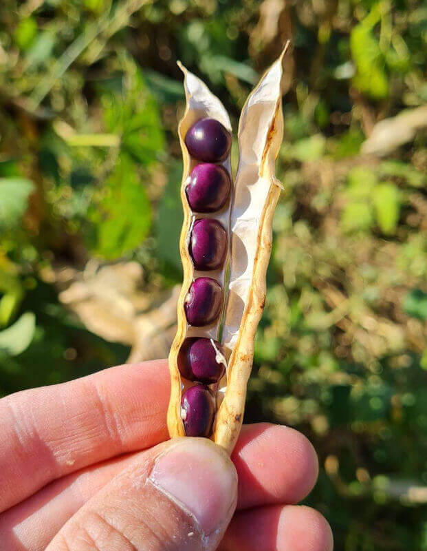 Dry beans in their pod