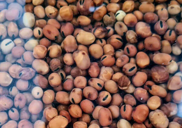 Soaking small faba beans
