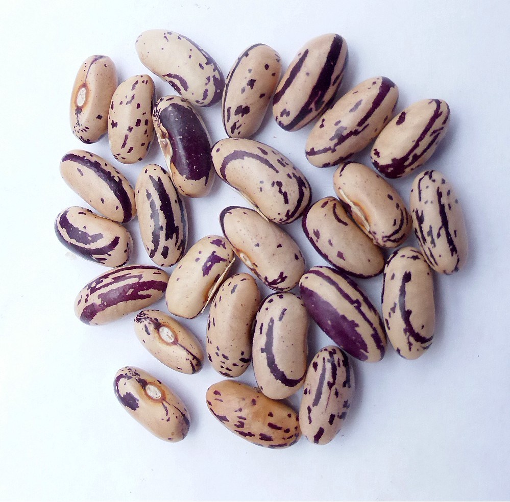 Bean-Annellino-di-Trento-bean-seeds-©Bernd-Socher