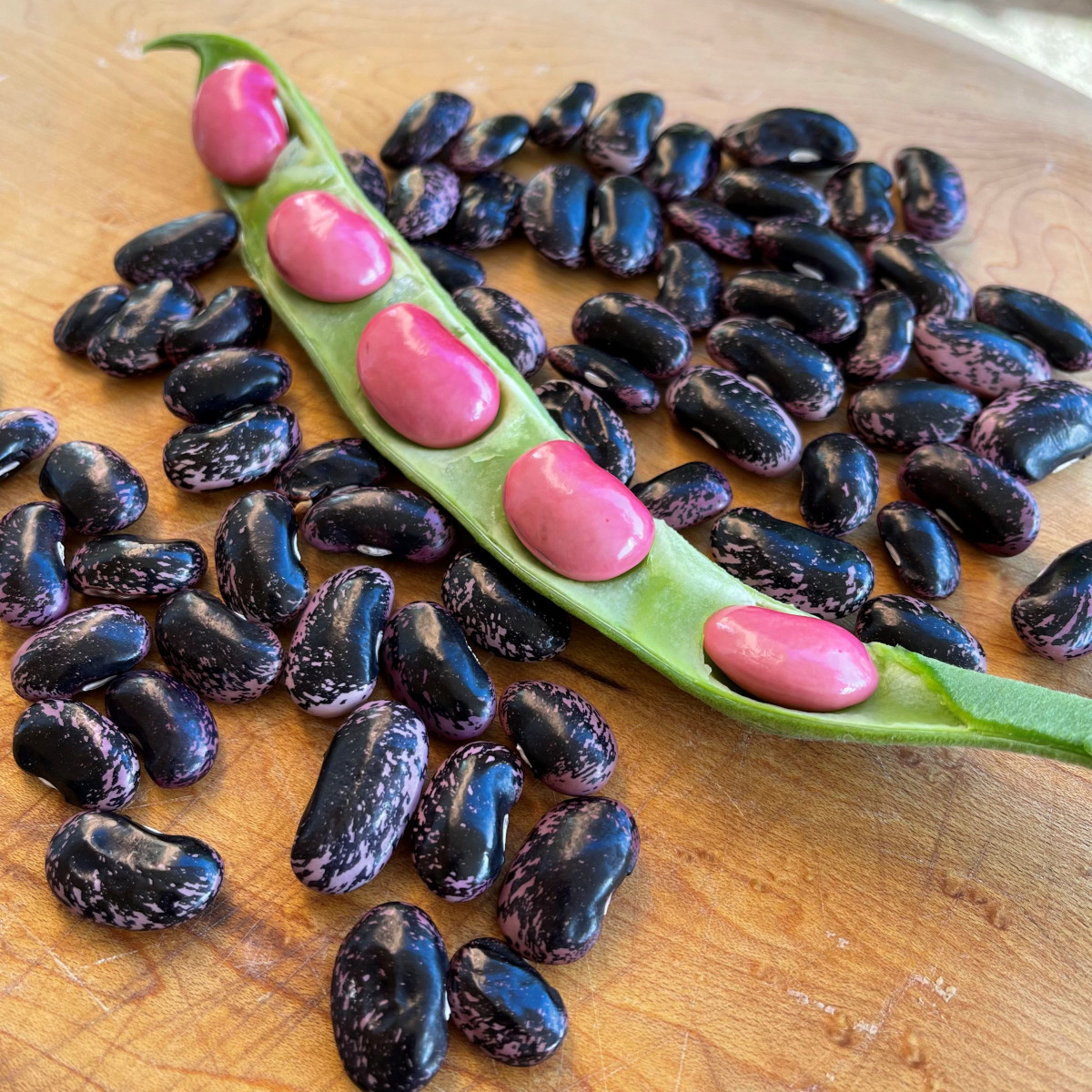 Bean-Scarlet Runner Beans, Phaseolus coccineus-©Inge-Hansen-@ingeslittlegarden