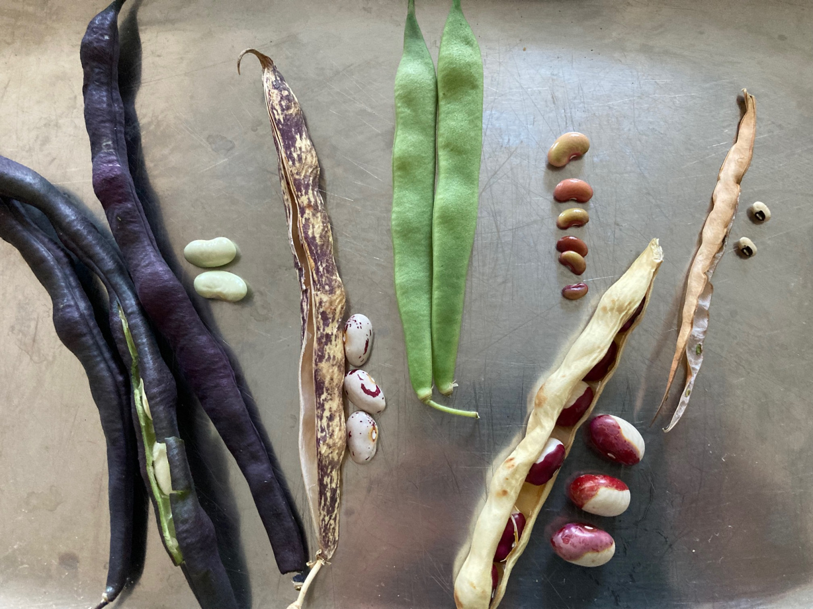 Bean-Bean-Seeds-and-pods-©Global-Field-Attiswil