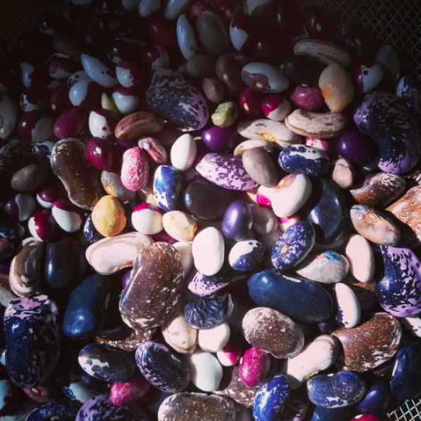Bean-Bean-seeds-©Virginia-Boye