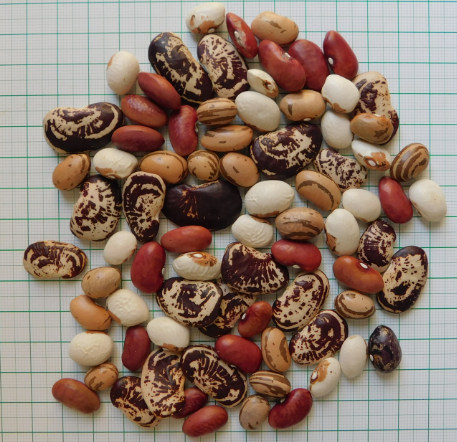 Bean-Bean-seeds-mix-©Salvatore-Ceccarelli-ALSIA