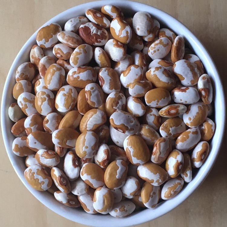 Bean-Four-corners-gold-bean-seeds-©Mara-Welton-Slow-Food-USA