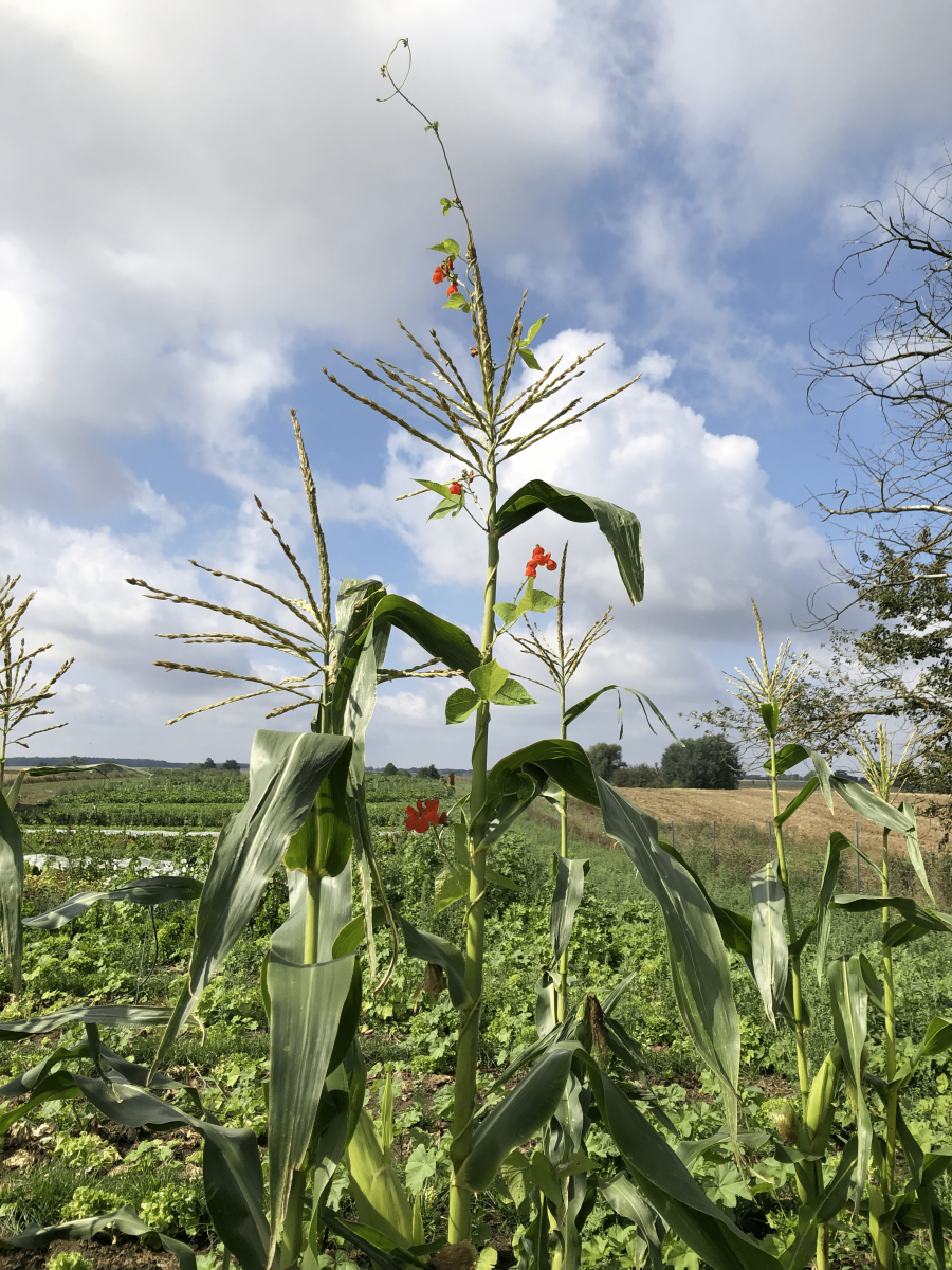Bean-Maize-and-KaferbohneDE-bean-plant