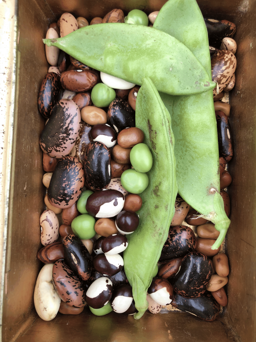 Bean-Pea-Treasure-box-of-mixed-bean-seeds-with-peas-©Tiny-Farms-Germany