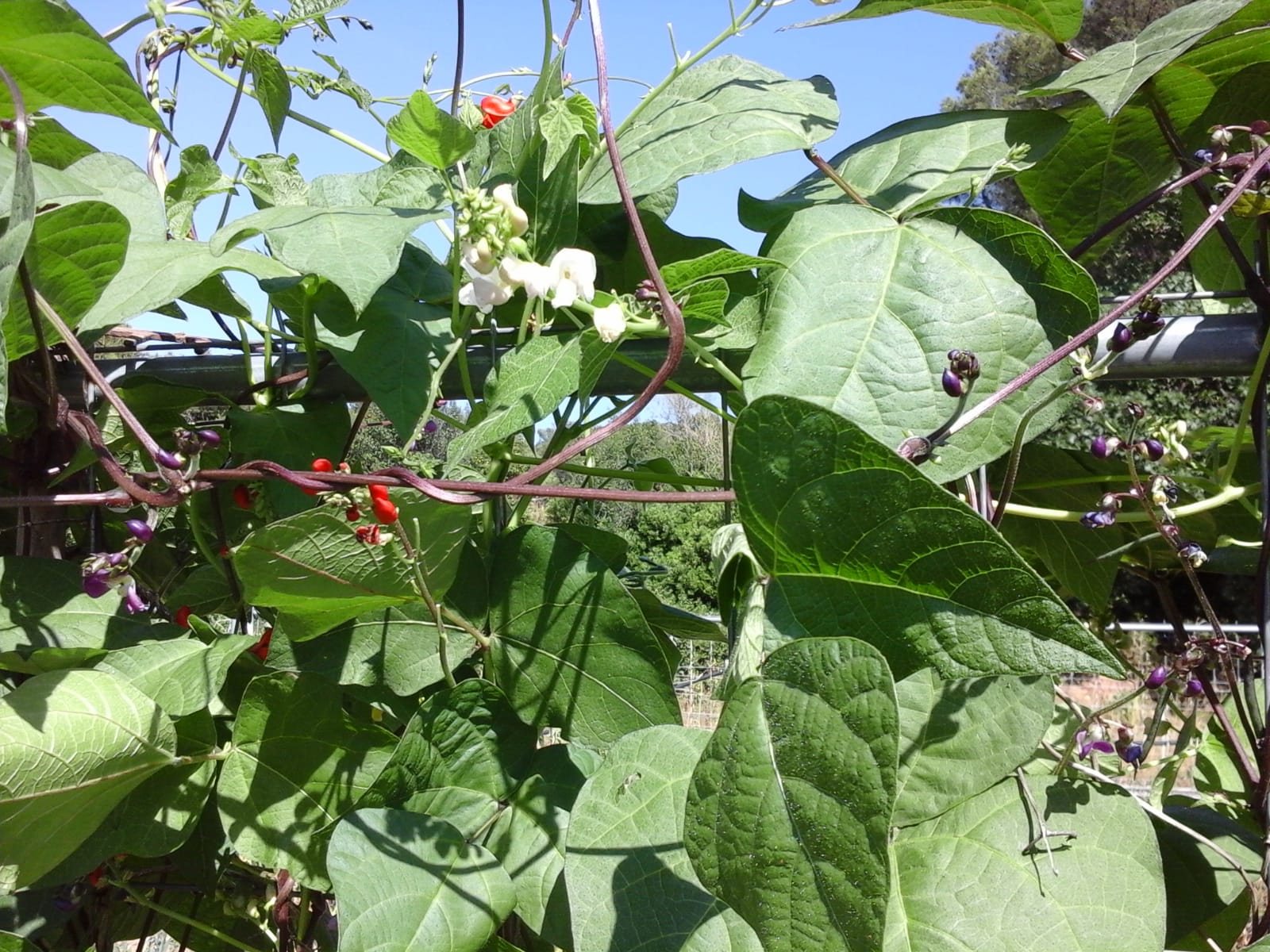 Bean-Phaseolus-coccineus-multiflora©Parterrenet