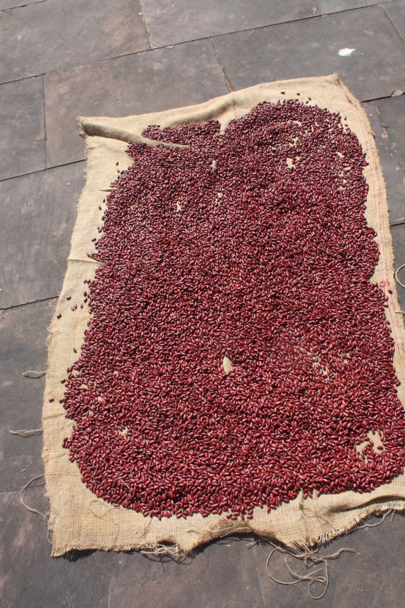 Bean-Red-kidney-beans-from-Navdanya-India-©Magdalena