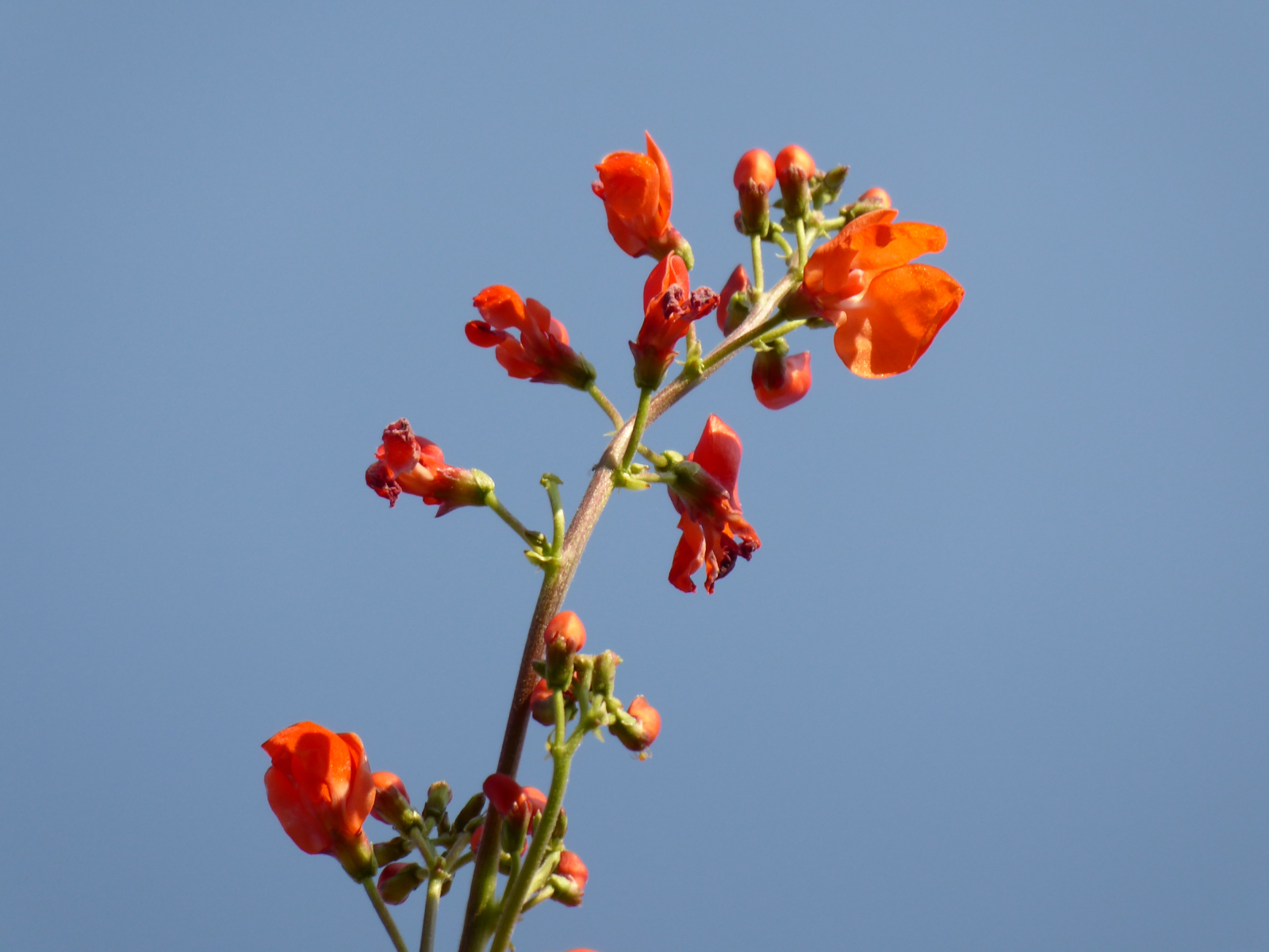 Bean-Scarlet-runner-bean-flower-©Bernd-Socher