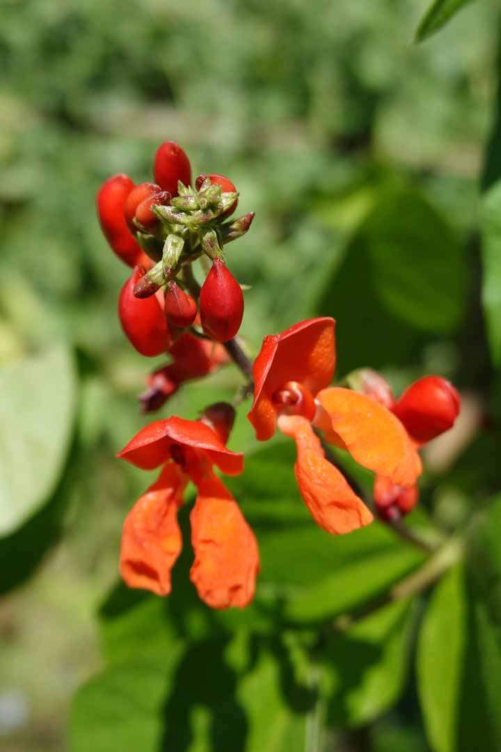 Bean-Scarlet-runner-bean-flower-©OBZ