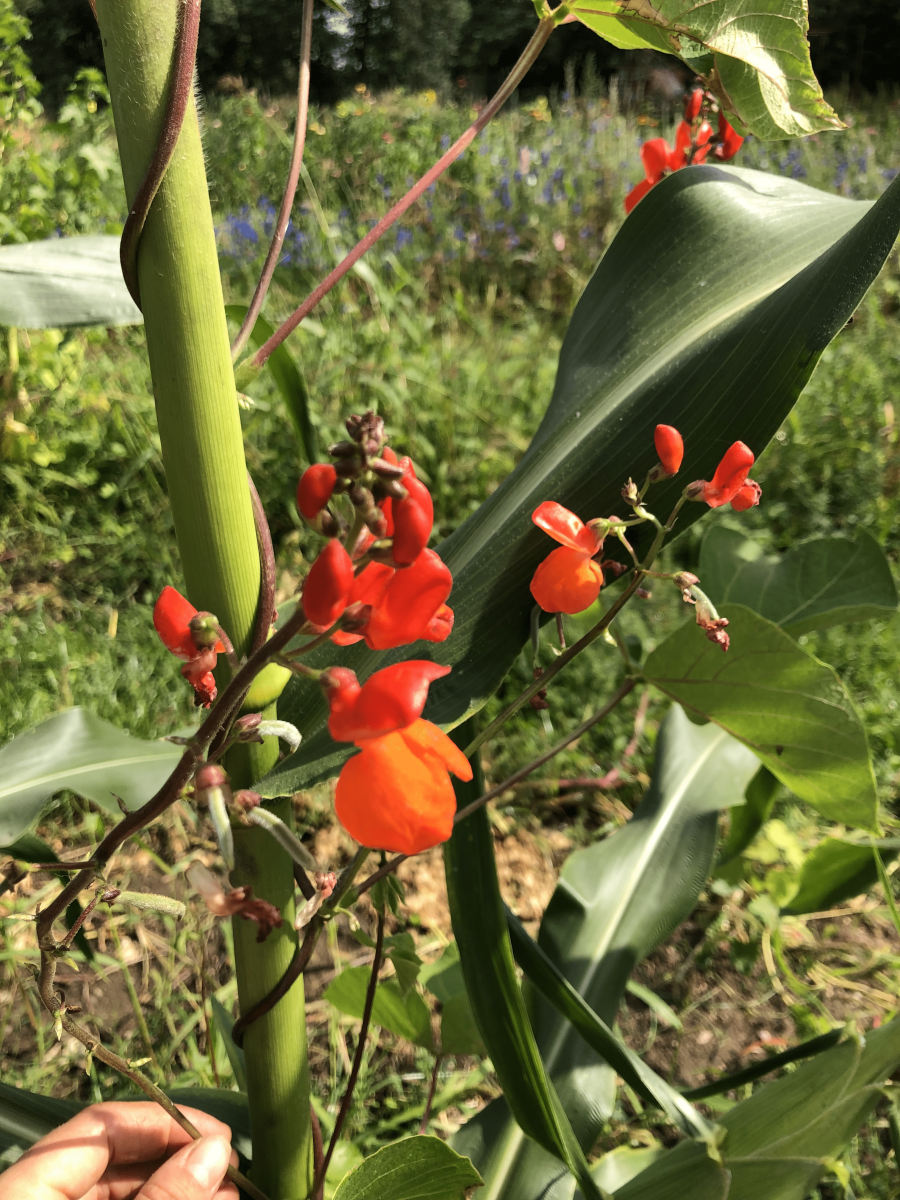 Bean-Scarlet-runner-bean-flowers-in-Milpa©Tiny-Farms.