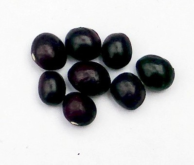 Bean-Wildtaler-bean-seeds-©Bernd-Socher
