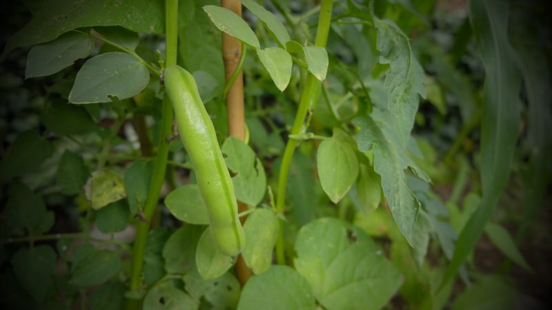Bean-Beans-from-vertical-garden-in-Brussels-©Hannes-ARC2020