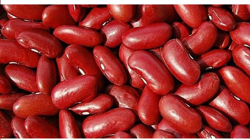 Bean-Wairimu-beans-©Lydiah-Seed-Savers-Network-Kenya