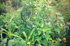 Bean-Bean-plot-with-Maize-and-Tomatoes-permaculture-©Virginia-Boye