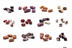 Bean-Bean-seed-medley-©Claudio-Brauchle