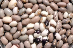 Bean-Bean-seeds-turning-grey-©Virginia-Boye