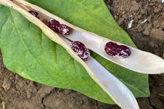 Bean-Dry-bean-seeds-in-pod-©Global-Field-Attiswil