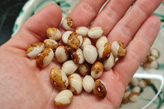 Bean-Genoll-de-Crist-Bean-seeds-after-soaking-©Nicolas-Carton-@lumineuses_div