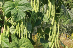 Bean-Nekarkonigin-bean-harvest-©OBZ