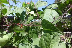 Bean-Phaseolus-coccineus-multiflora©Parterrenet