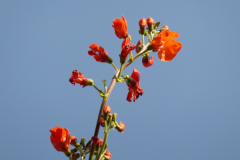 Bean-Scarlet-runner-bean-flower-©Bernd-Socher