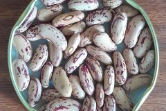 Bean-Shingurgur-Adenguware-©GPDA-Ethiopia