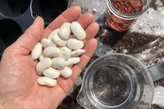 Bean-Soaking-bean-seeds-©Tiny-Farms