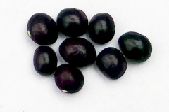 Bean-Wildtaler-bean-seeds-©Bernd-Socher