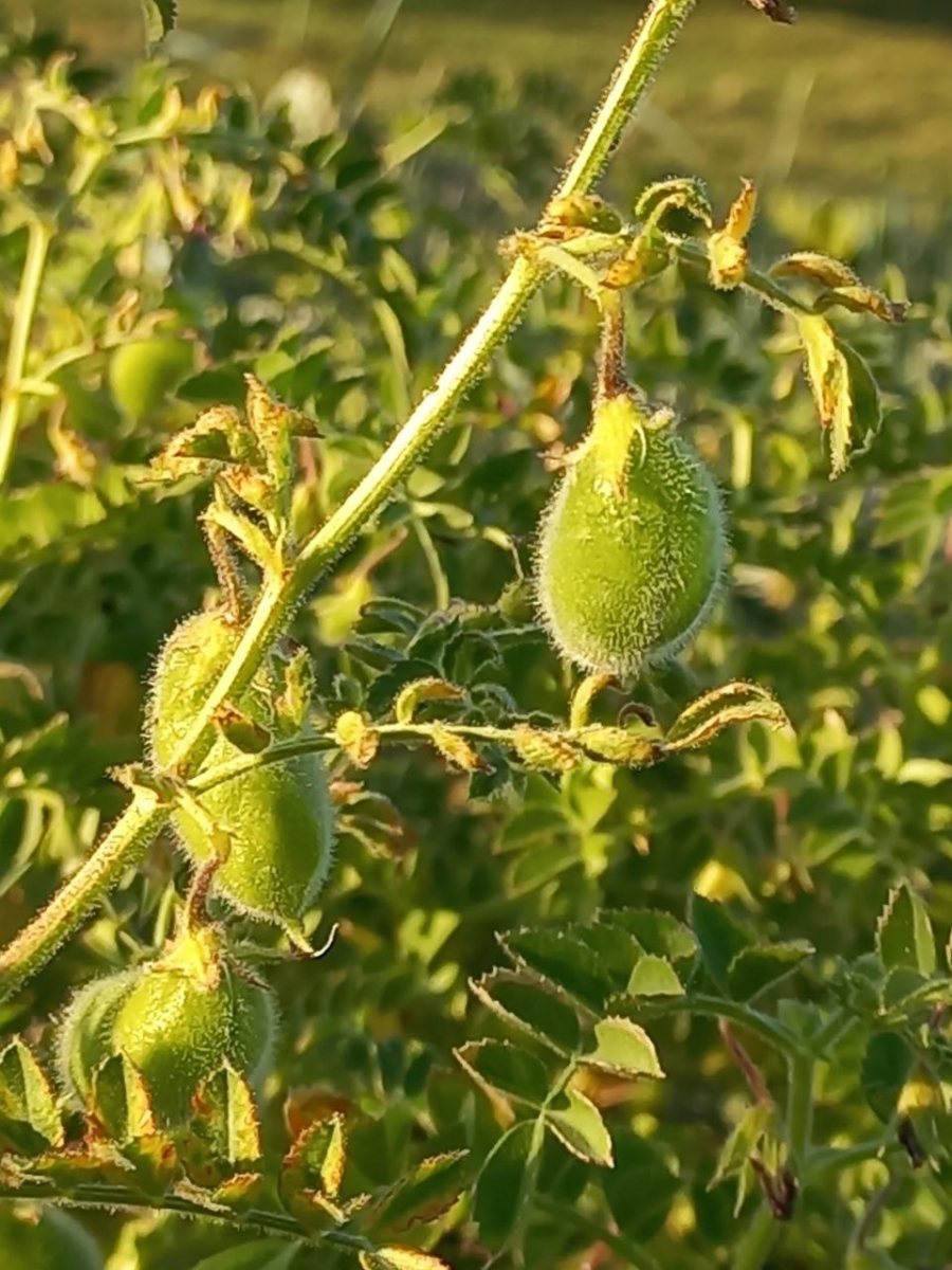 Chickpea-Chickpea-pods-on-plant-©Global-Field-Attiswil