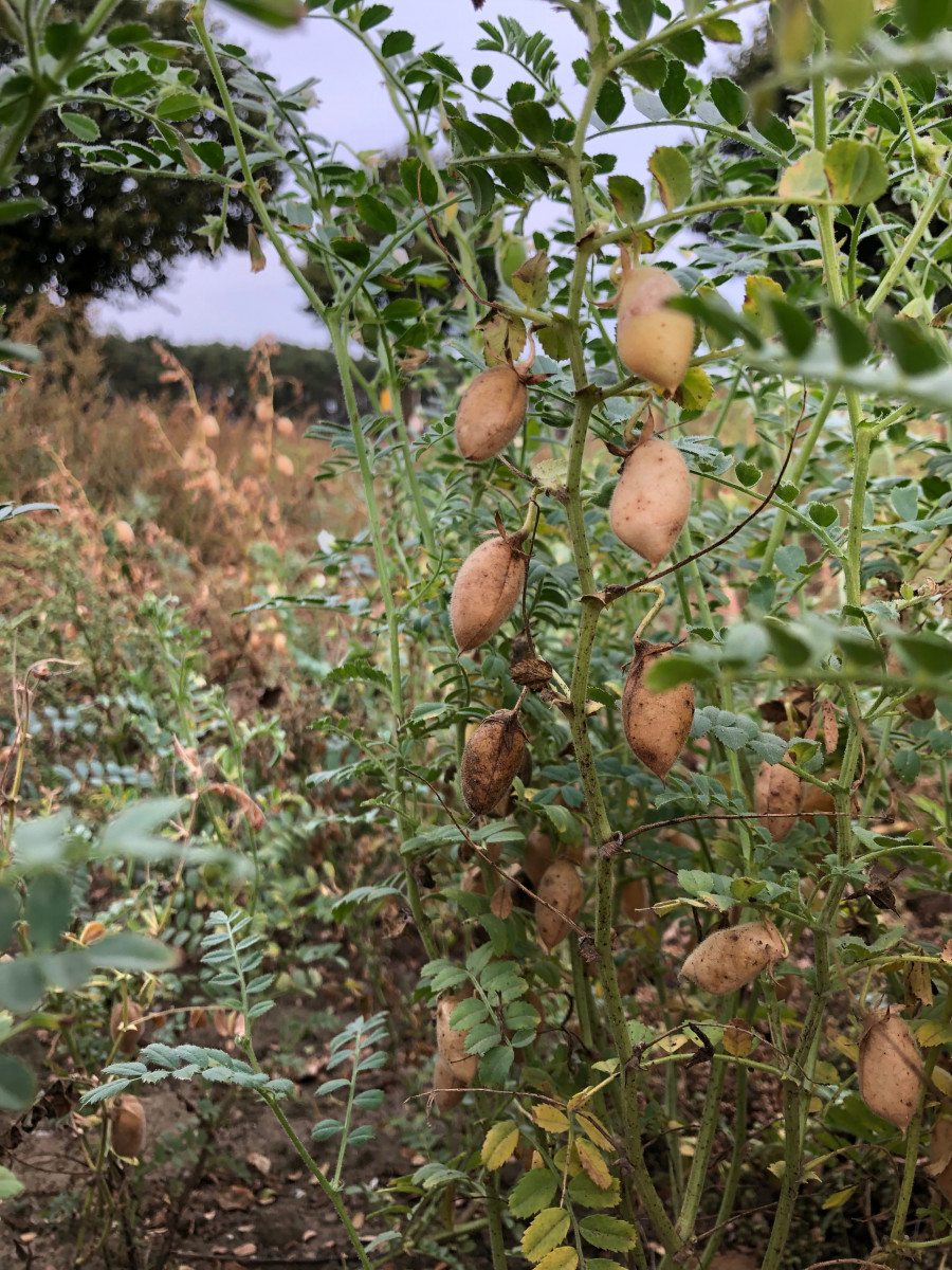 Chickpea-Mature-chickpea-seeds-in-husk-©Tiny-Farms