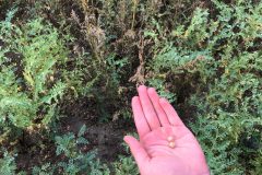 Chickpea-Chickpea-plants-and-seeds-©Tiny-Farms