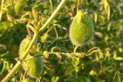 Chickpea-Chickpea-pods-on-plant-©Global-Field-Attiswil