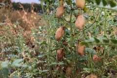 Chickpea-Mature-chickpea-seeds-in-husk-©Tiny-Farms