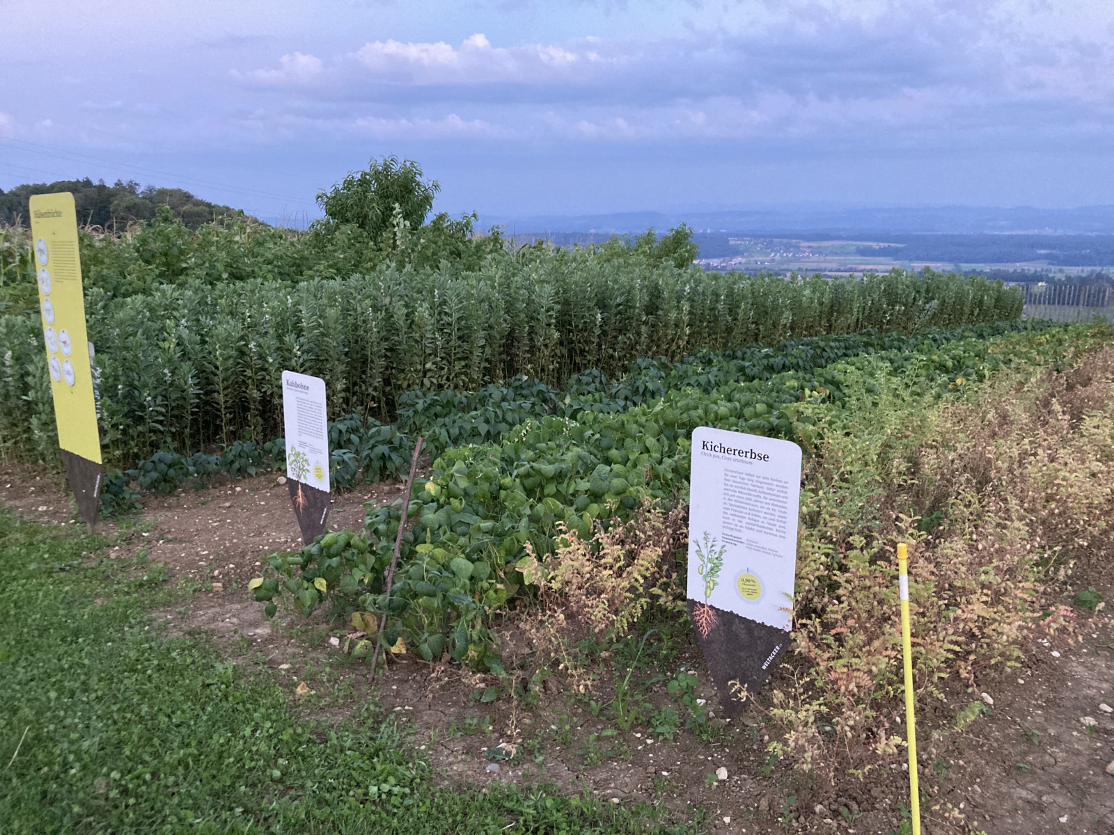 Cow-pea-Chickpea-Cowpea-and-chickpea-plant-plot-©Rosmarie-Zimmermann-Global-Field-Attiswil