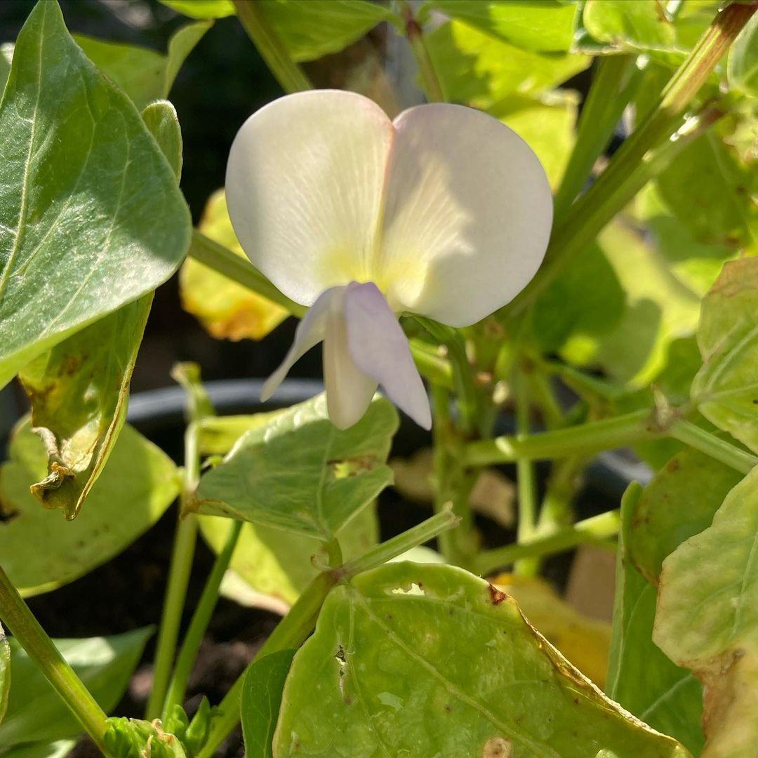 Cow-pea-First-flower-of-Cowpea-©Global-Field-Attiswil