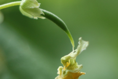Cow-pea-Cowpea-flower-to-pod-©Gabi-Horn-OBZ