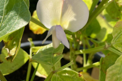 Cow-pea-First-flower-of-Cowpea-©Global-Field-Attiswil