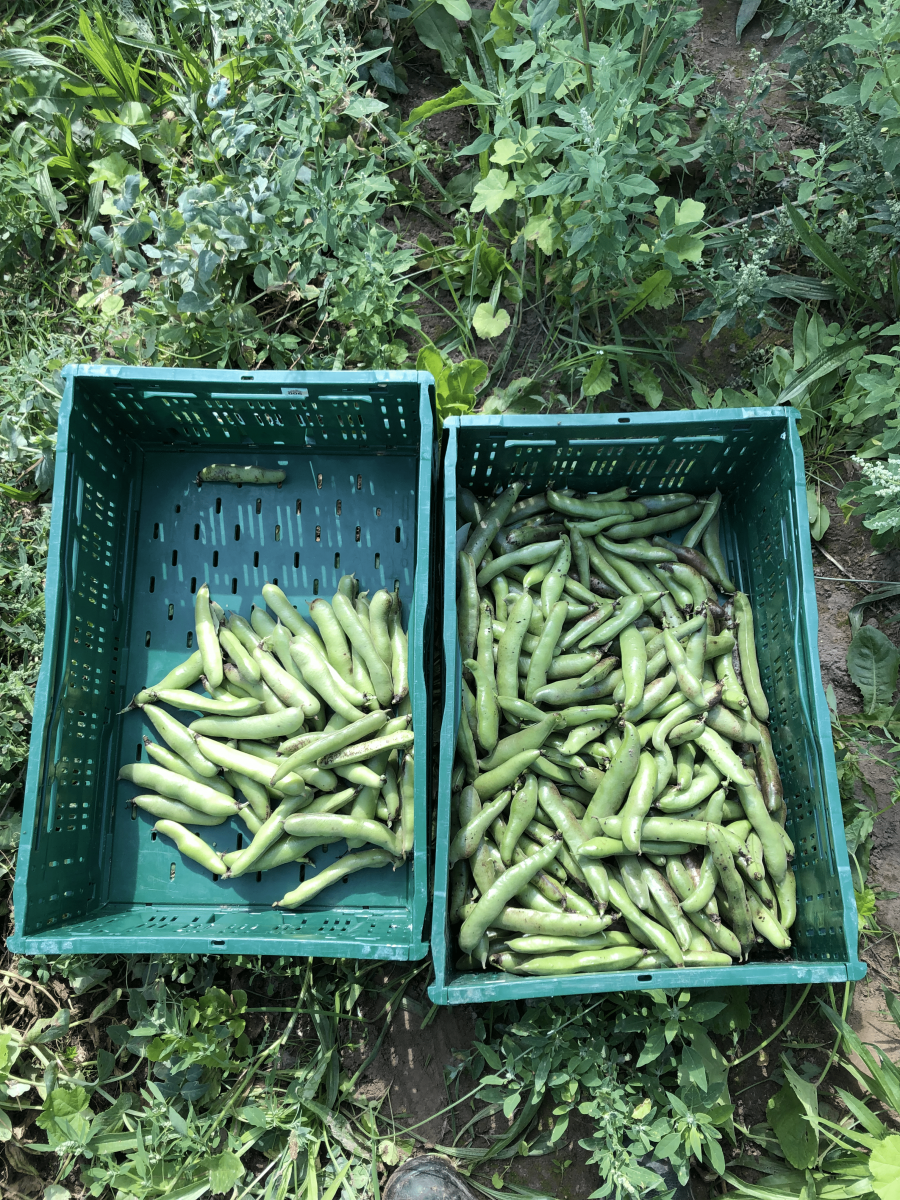 Faba-bean-Faba-bean-harvest-Hangdown-Green-_-Ratio-©Tiny-Farms