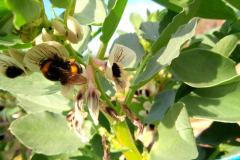 Faba-bean-Faba-flower-with-bumblebee-©Parterrenet