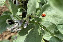 Faba-bean-Favabean-Lice-and-Ladybug-©Global-Field-Attiswil