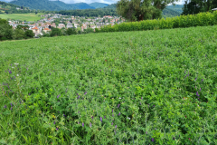 Forage-legumes-mixed-legume-cover-crop-in-Freiburg-Germany-hairy-vetch-berseem-clover-crimson-clover-etc.-©NicolasCarton-@Lumineuses_div