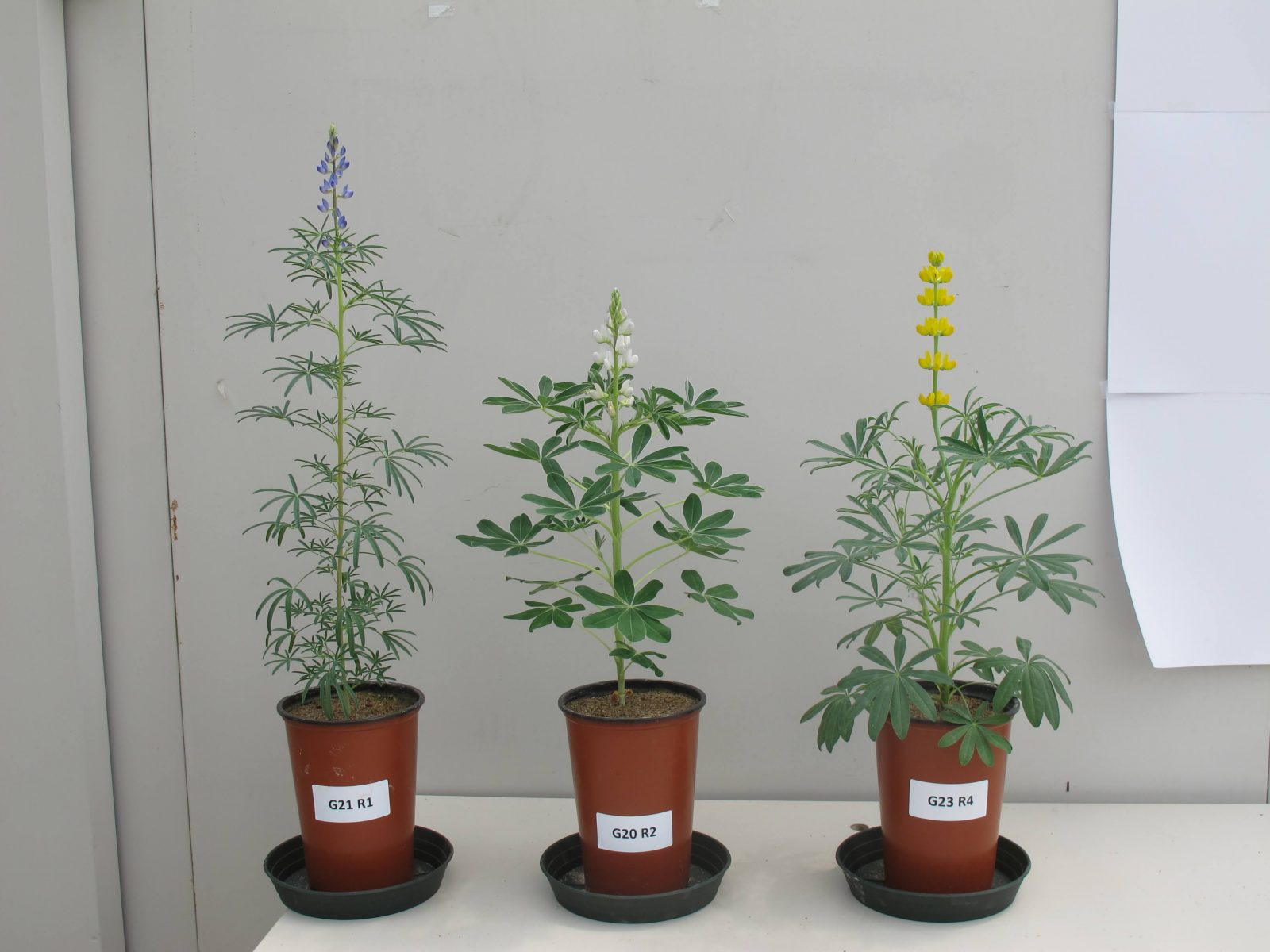 Lupin-Narrow-leafed-white-and-yellow-lupins-in-greenhouse-trial-©NicolasCarton-@Lumineuses_div