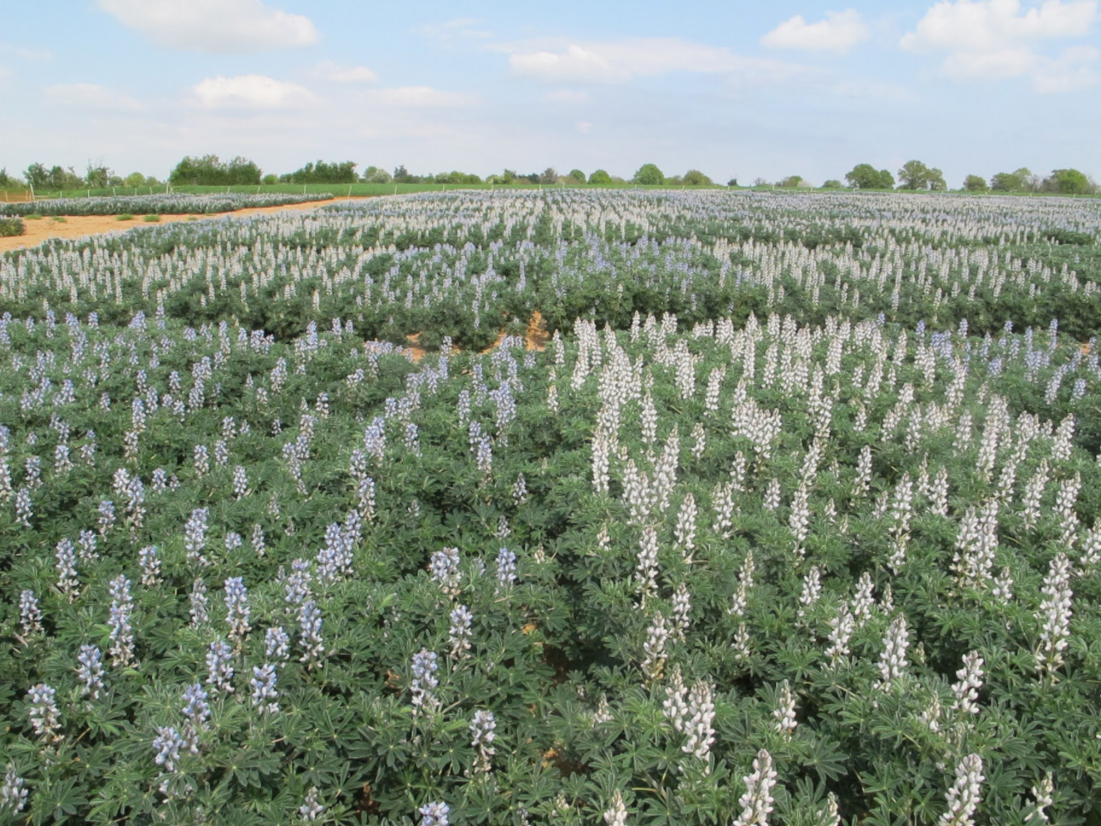 Lupin-White-lupin-variety-trial-in-France-©NicolasCarton-@Lumineuses_div