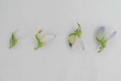 Lupin-White-lupin-Flower-dissection-©NicolasCarton-@Lumineuses_div